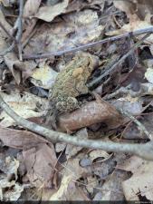 Eastern American Toad