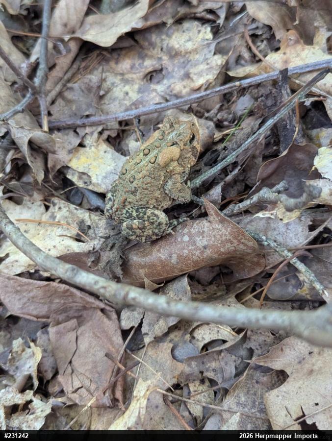 Eastern American Toad