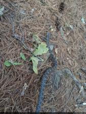 Eastern Ratsnake