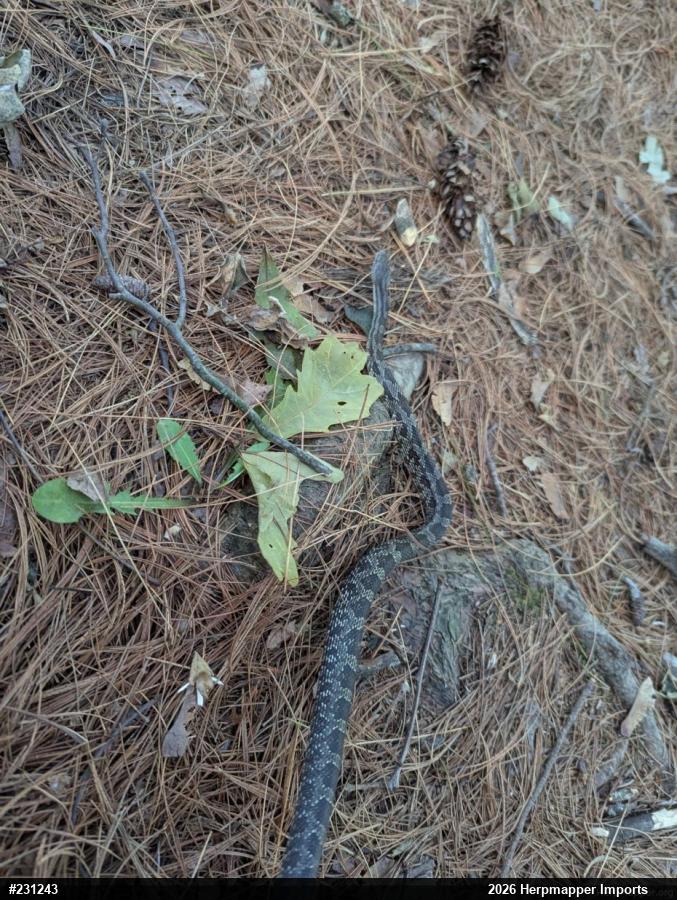 Eastern Ratsnake