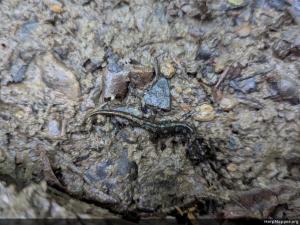 Northern Dusky Salamander