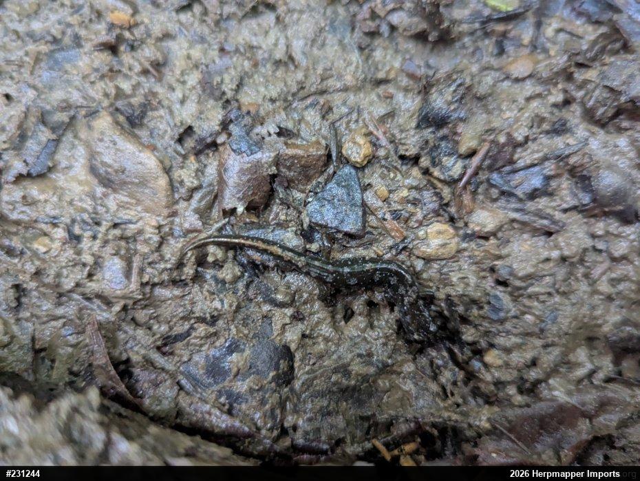 Northern Dusky Salamander