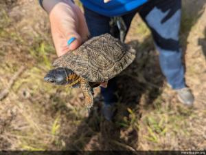 Wood Turtle