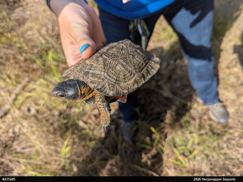 Wood Turtle
