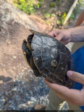 Map Turtles