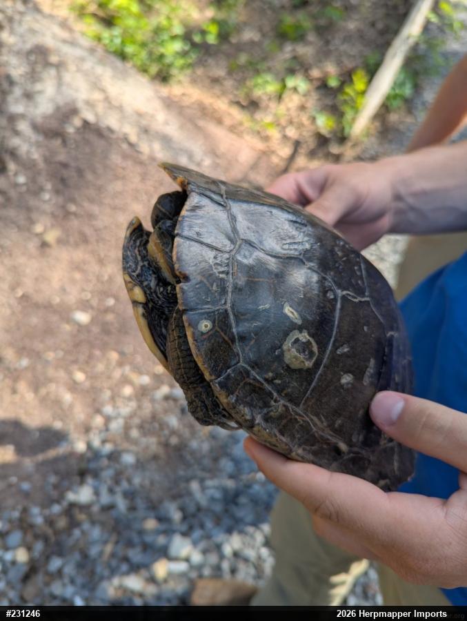 Map Turtles