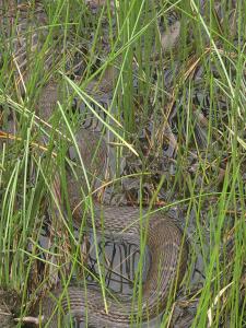 Northern Watersnake