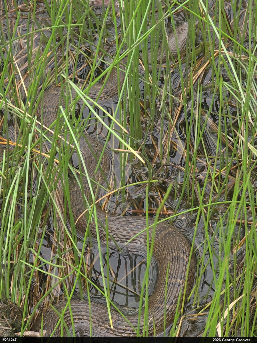 Northern Watersnake