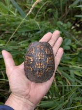 Eastern Box Turtle