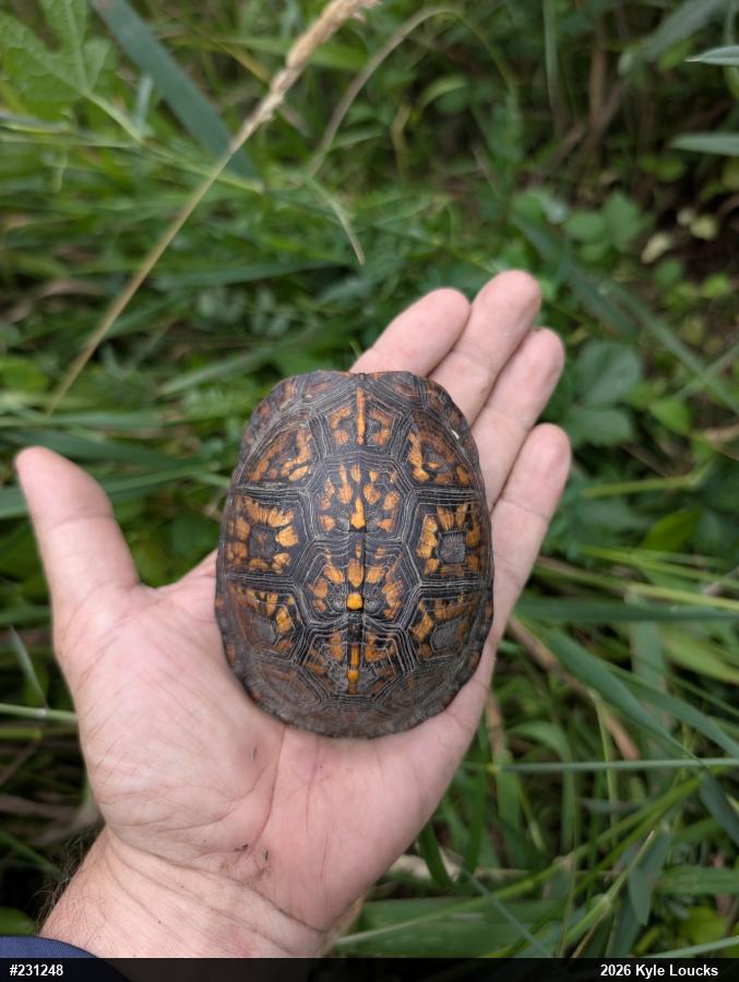 Eastern Box Turtle