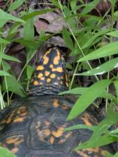 Eastern Box Turtle