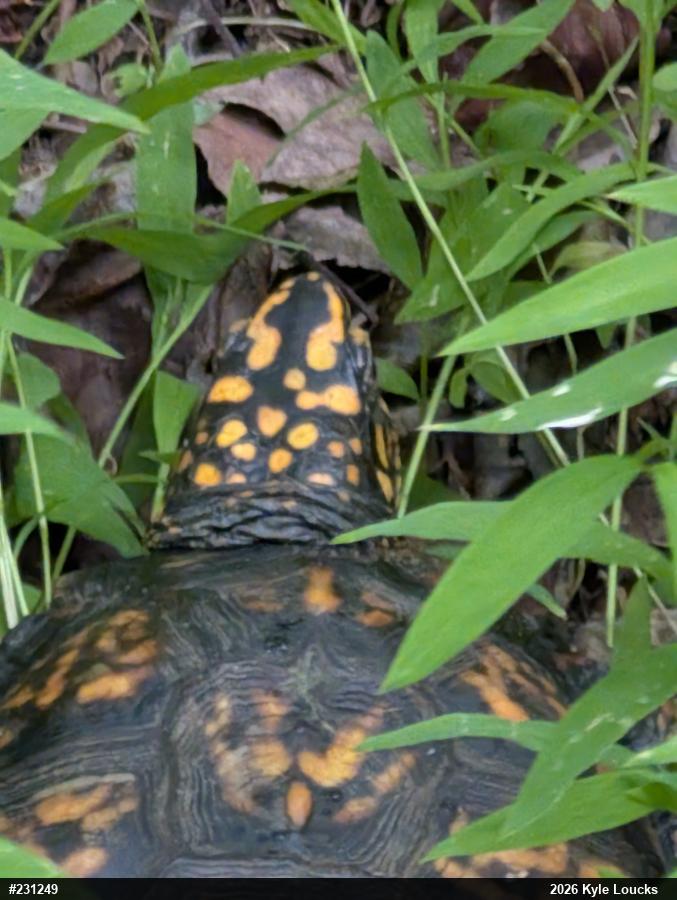 Eastern Box Turtle
