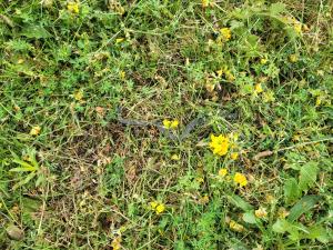Northern Ring-necked Snake