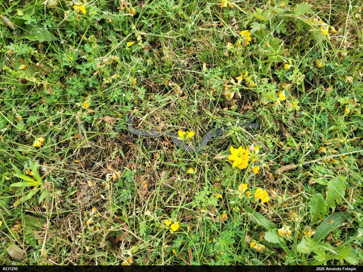 Northern Ring-necked Snake