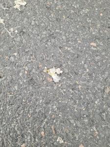 Snapping Turtle