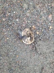 Snapping Turtle