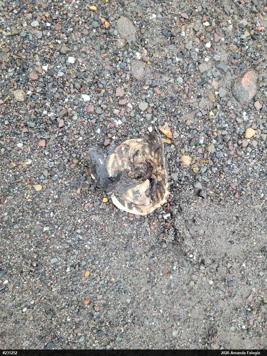 Snapping Turtle