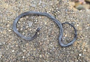 Northern Ring-necked Snake