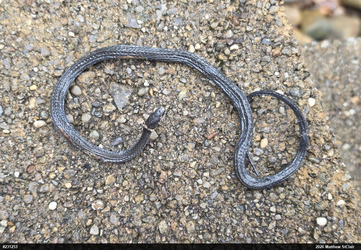 Northern Ring-necked Snake