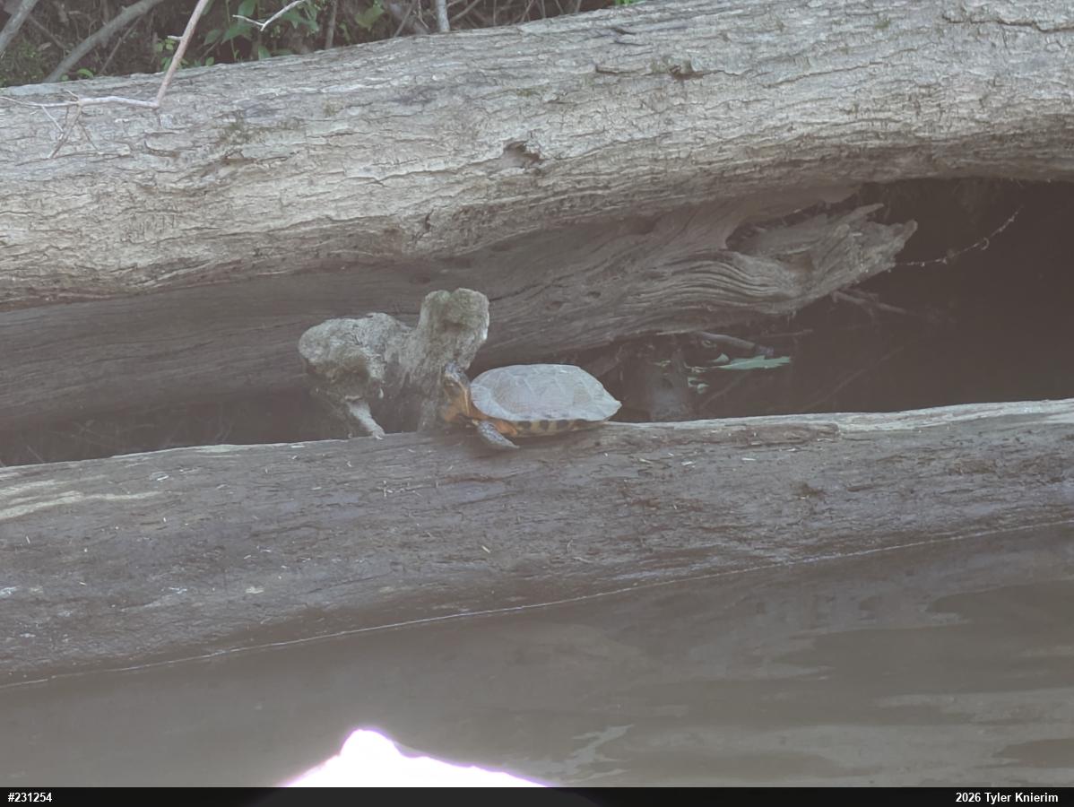 Wood Turtle