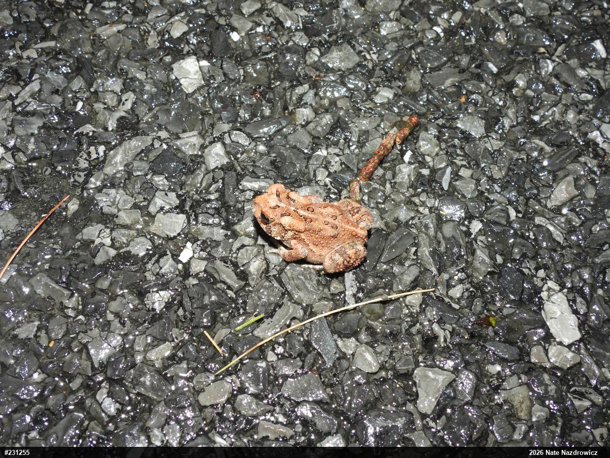 Eastern American Toad