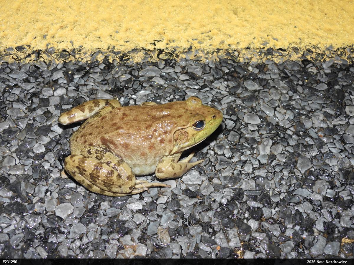 American Bullfrog