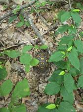 Eastern Box Turtle