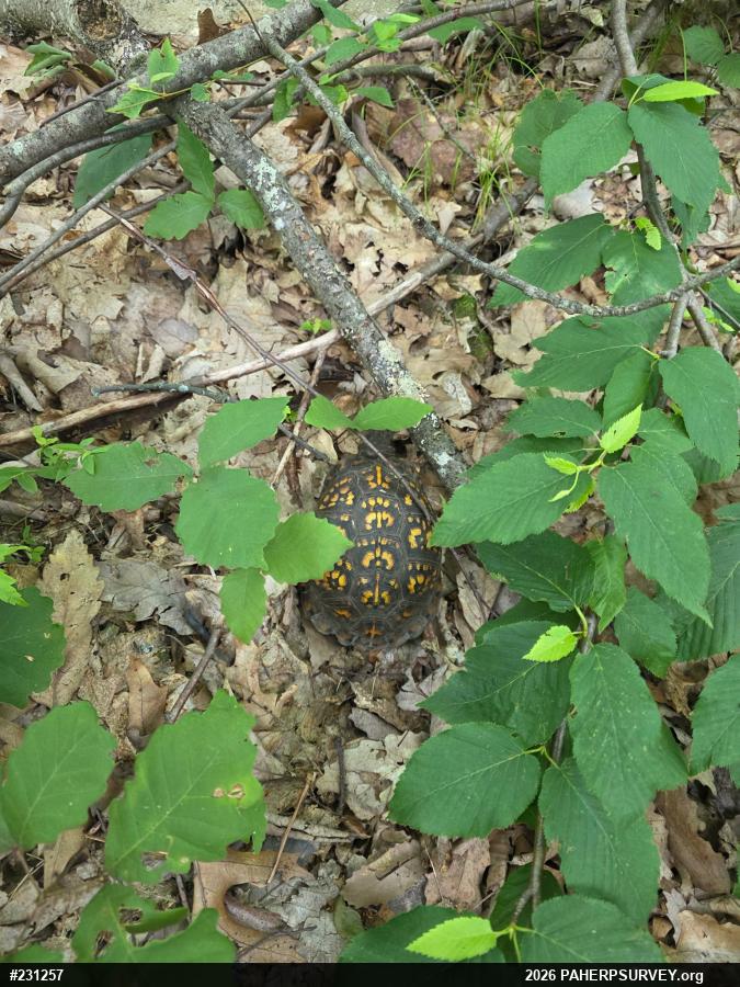 Eastern Box Turtle