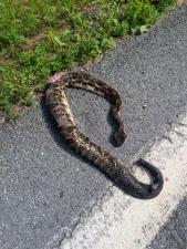 Timber Rattlesnake