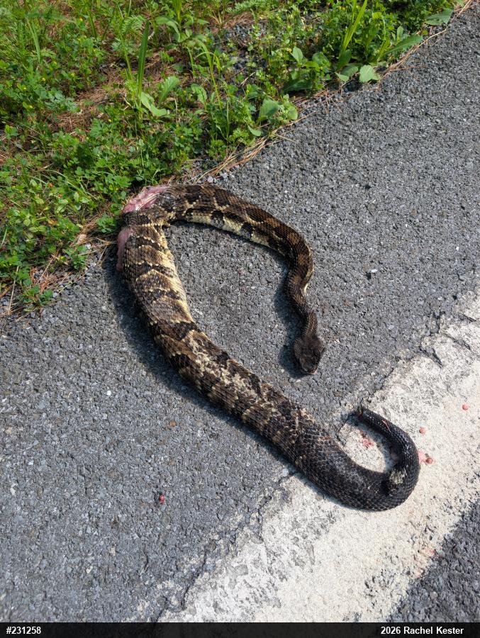 Timber Rattlesnake