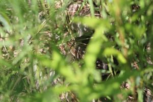 Northern Leopard Frog