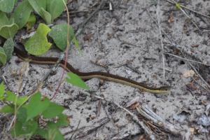 Eastern Gartersnake