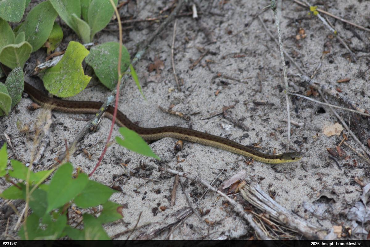Eastern Gartersnake