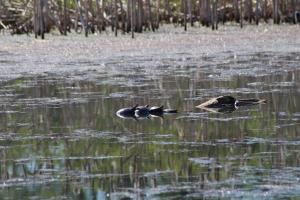 Painted Turtle