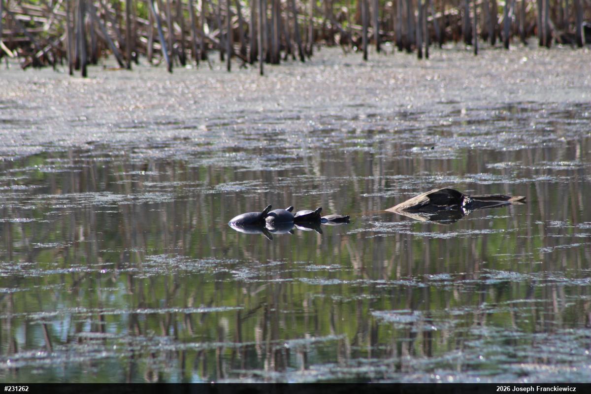 Painted Turtle