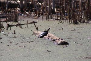 Painted Turtle