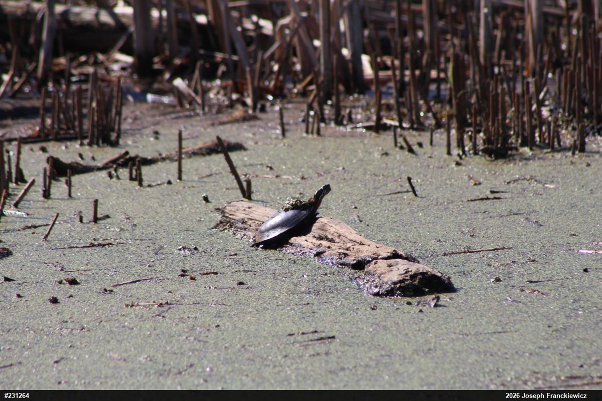Painted Turtle