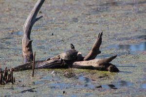 Midland Painted Turtle