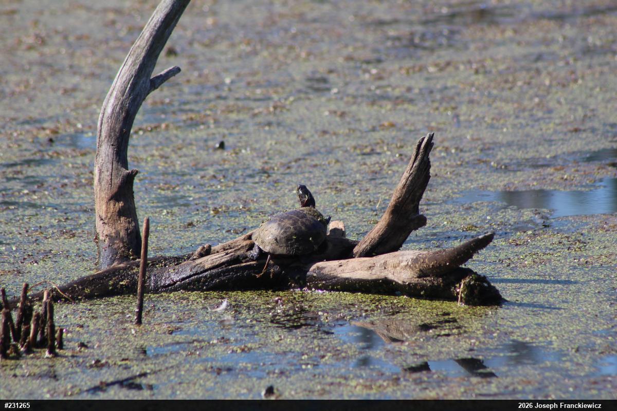 Midland Painted Turtle