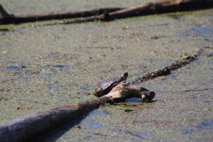 Painted Turtle