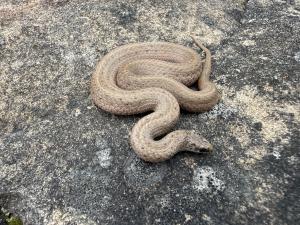 Mountain Earthsnake