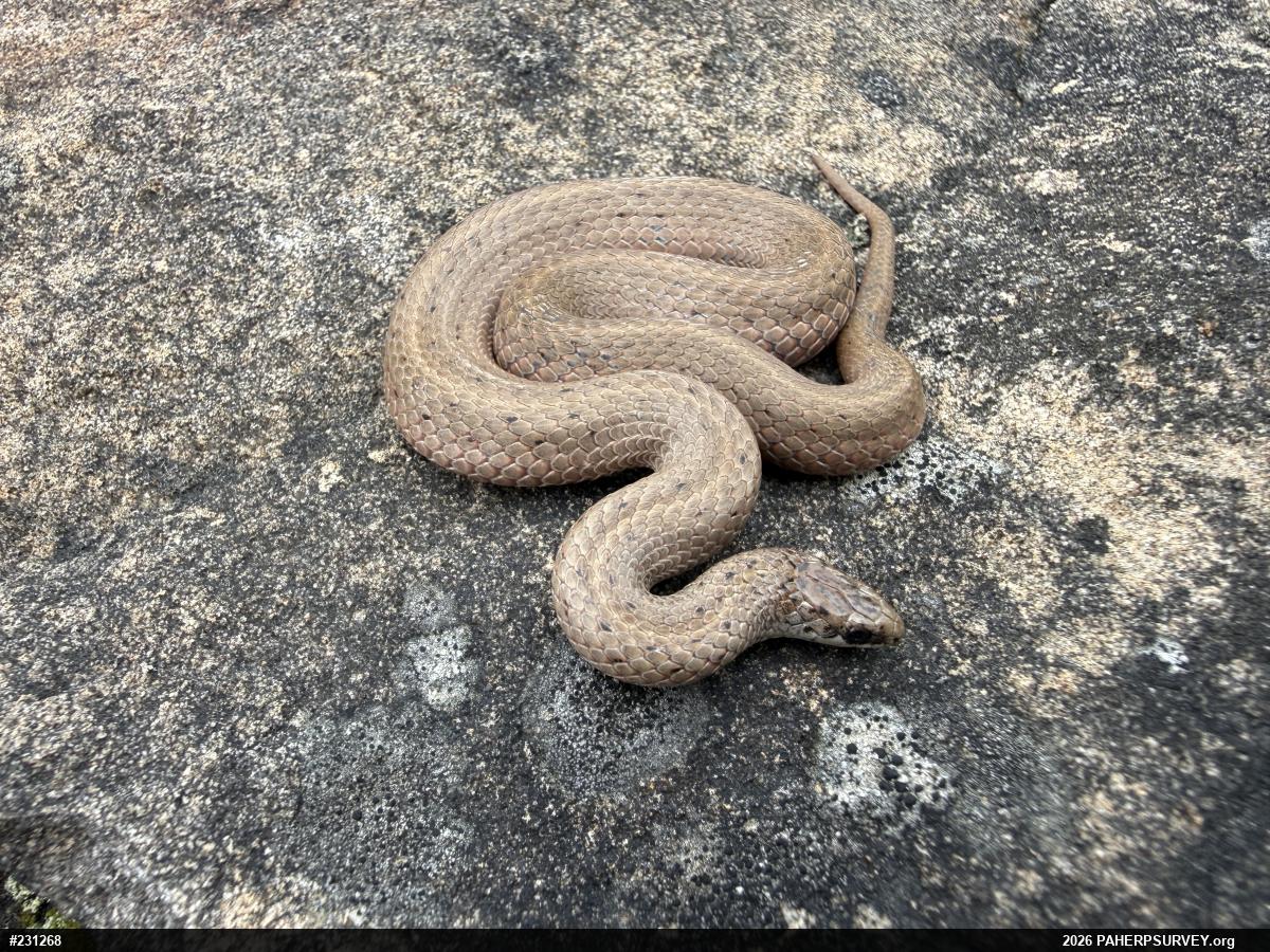 Mountain Earthsnake