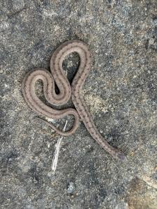 Dekay's Brownsnake