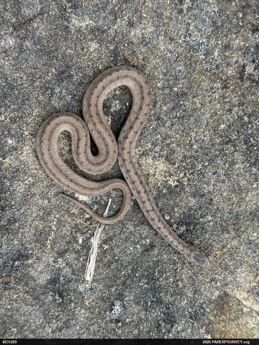 Dekay's Brownsnake