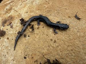 Northern Slimy Salamander
