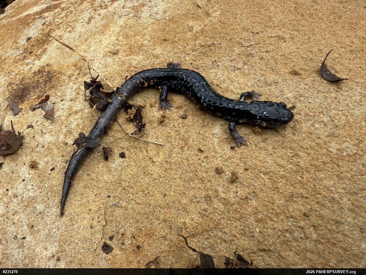 Northern Slimy Salamander