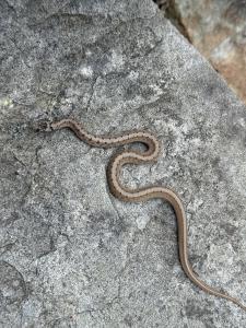 Dekay's Brownsnake