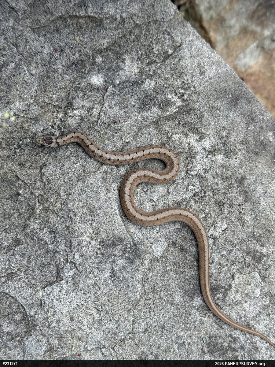 Dekay's Brownsnake
