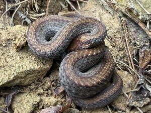 Red-bellied Snake