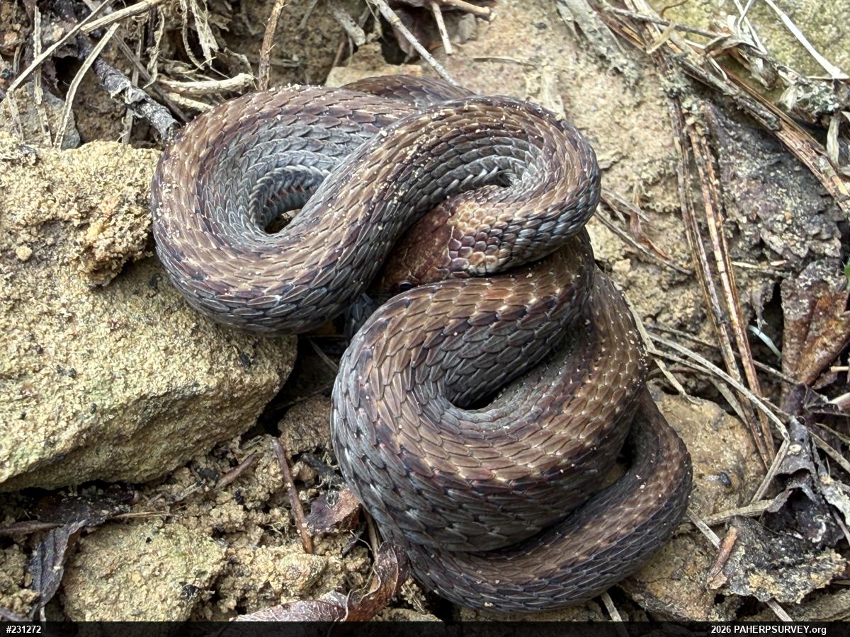 Red-bellied Snake